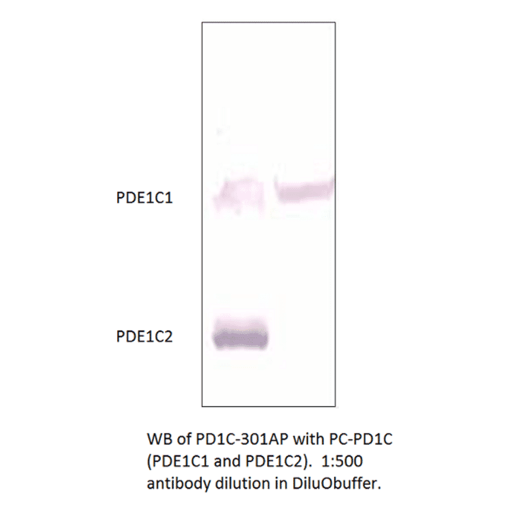 Anti-PDE1C Antibody from FabGennix (PD1C-301AP) - Antibodies.com