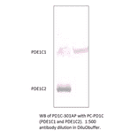 Anti-PDE1C Antibody from FabGennix (PD1C-301AP) - Antibodies.com
