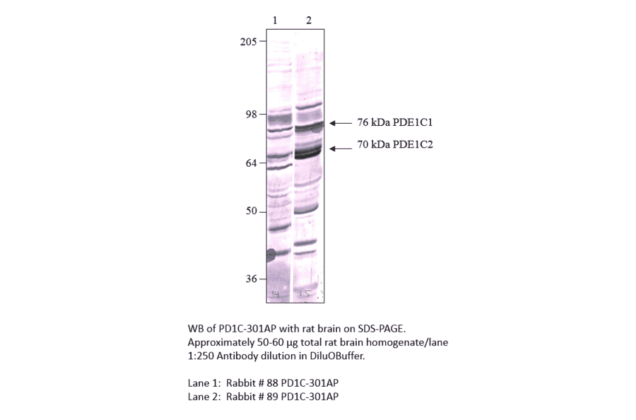 Anti-PDE1C Antibody from FabGennix (PD1C-301AP) - Antibodies.com
