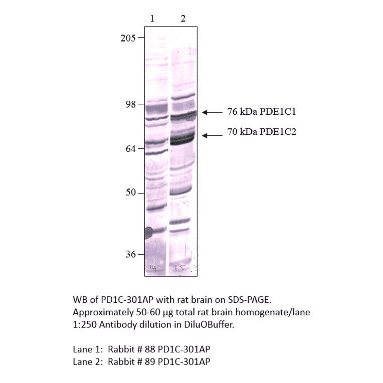 Anti-PDE1C Antibody from FabGennix (PD1C-301AP) - Antibodies.com