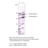 Anti-PDE1C Antibody from FabGennix (PD1C-301AP) - Antibodies.com