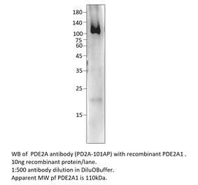 Anti-PDE2A Antibody from FabGennix (PD2A-101AP) - Antibodies.com