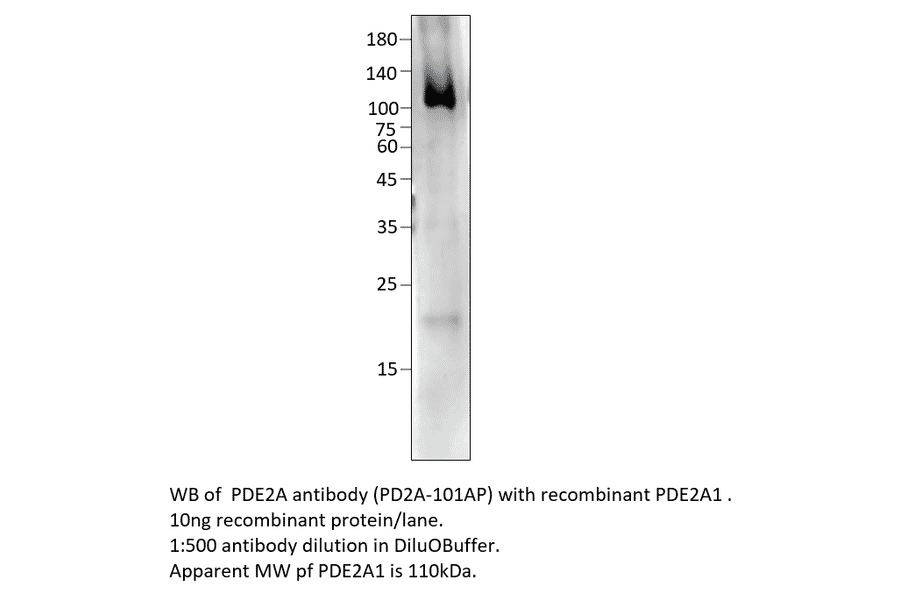 Anti-PDE2A Antibody from FabGennix (PD2A-101AP) - Antibodies.com