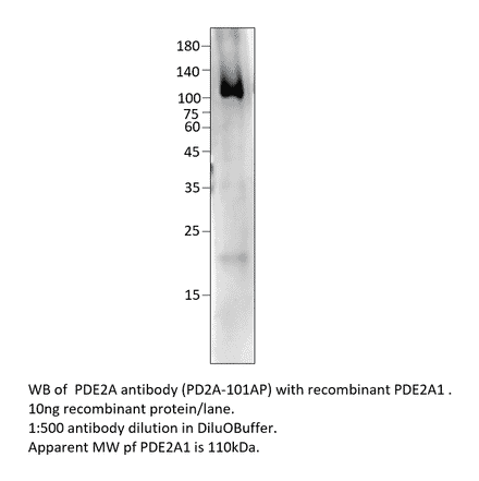 Anti-PDE2A Antibody from FabGennix (PD2A-101AP) - Antibodies.com
