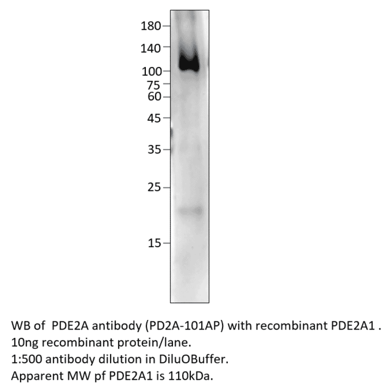 Anti-PDE2A Antibody from FabGennix (PD2A-101AP) - Antibodies.com