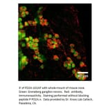 Anti-PDE2A Antibody from FabGennix (PD2A-101AP) - Antibodies.com