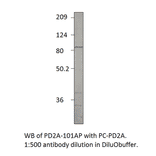 Anti-PDE2A Antibody from FabGennix (PD2A-101AP) - Antibodies.com