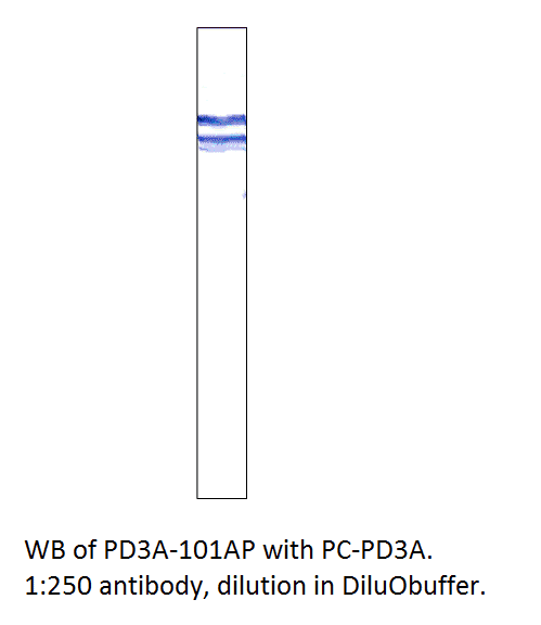 Anti-PDE3A Antibody