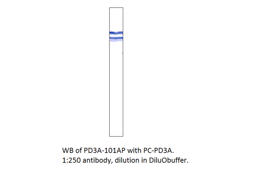 Anti-PDE3A Antibody from FabGennix (PD3A-112AP) - Antibodies.com
