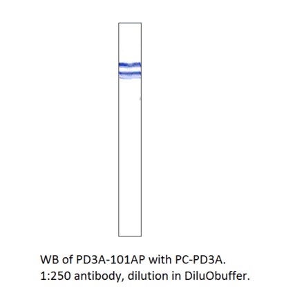 Anti-PDE3A Antibody from FabGennix (PD3A-112AP) - Antibodies.com