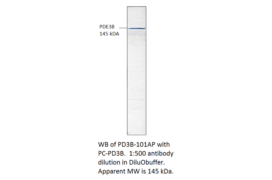 Anti-PDE3B Antibody from FabGennix (PD3B-101AP) - Antibodies.com