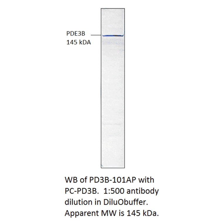 Anti-PDE3B Antibody from FabGennix (PD3B-101AP) - Antibodies.com