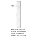 Anti-PDE3B Antibody from FabGennix (PD3B-101AP) - Antibodies.com