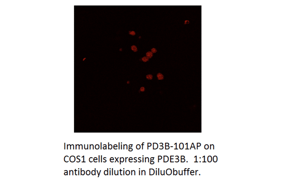 Anti-PDE3B Antibody from FabGennix (PD3B-101AP) - Antibodies.com
