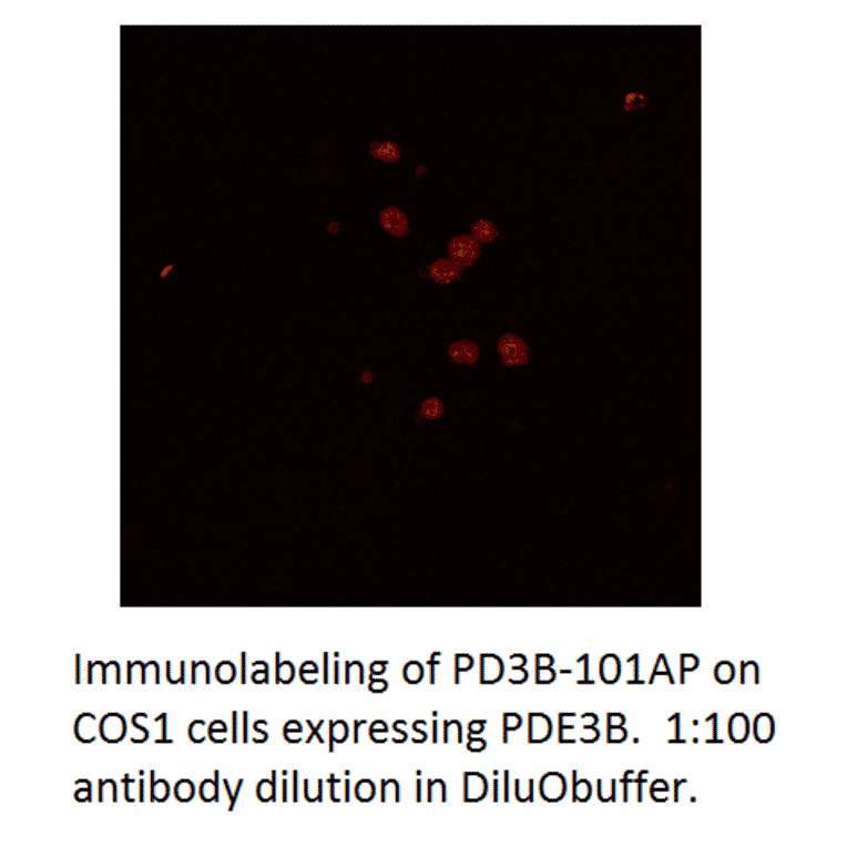 Anti-PDE3B Antibody from FabGennix (PD3B-101AP) - Antibodies.com