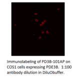 Anti-PDE3B Antibody from FabGennix (PD3B-101AP) - Antibodies.com