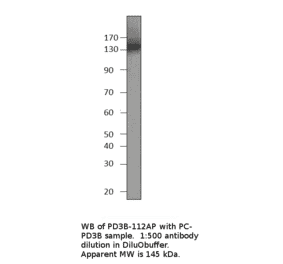 Anti-PDE3B Antibody from FabGennix (PD3B-112AP) - Antibodies.com