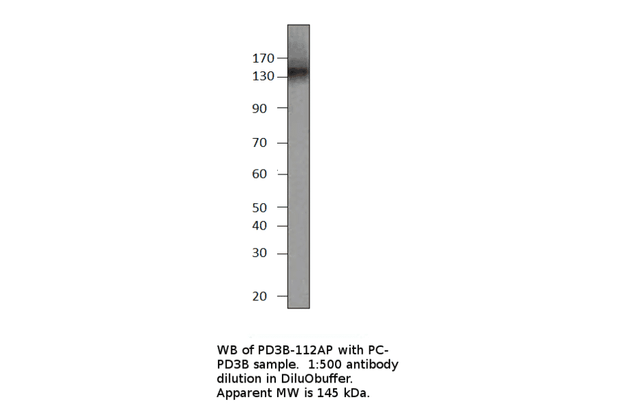 Anti-PDE3B Antibody from FabGennix (PD3B-112AP) - Antibodies.com
