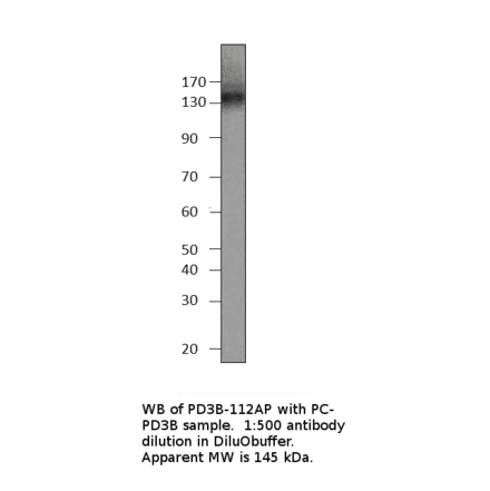 Anti-PDE3B Antibody from FabGennix (PD3B-112AP) - Antibodies.com