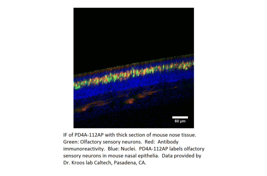 Anti-PDE4A Antibody from FabGennix (PD4A-112AP) - Antibodies.com