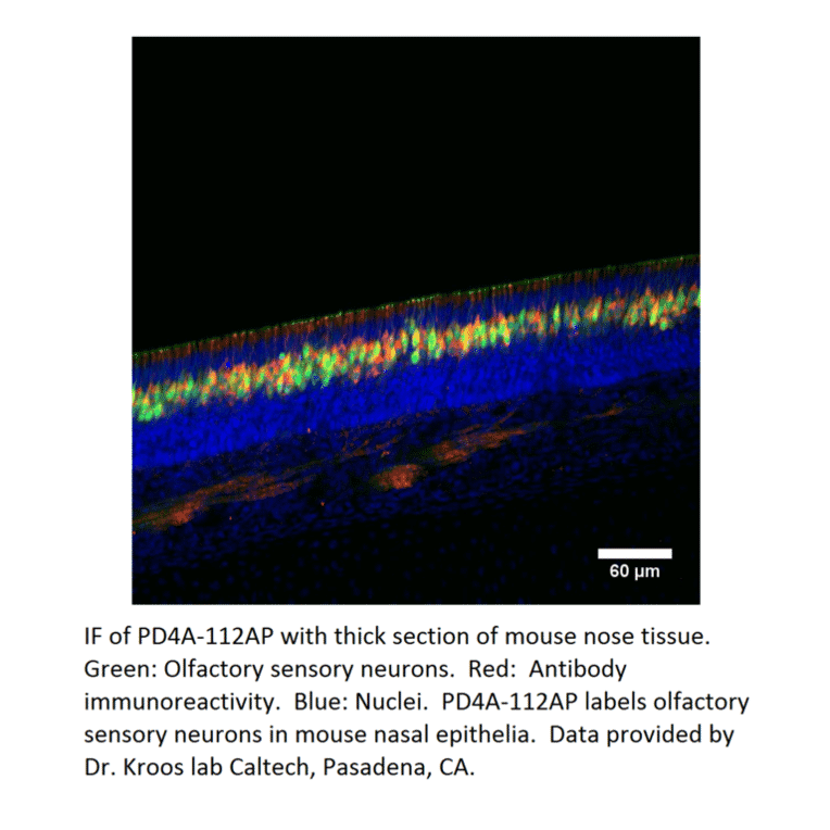 Anti-PDE4A Antibody from FabGennix (PD4A-112AP) - Antibodies.com