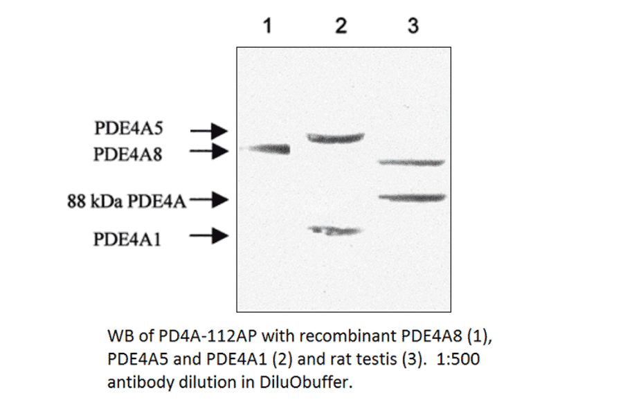 Anti-PDE4A Antibody from FabGennix (PD4A-112AP) - Antibodies.com