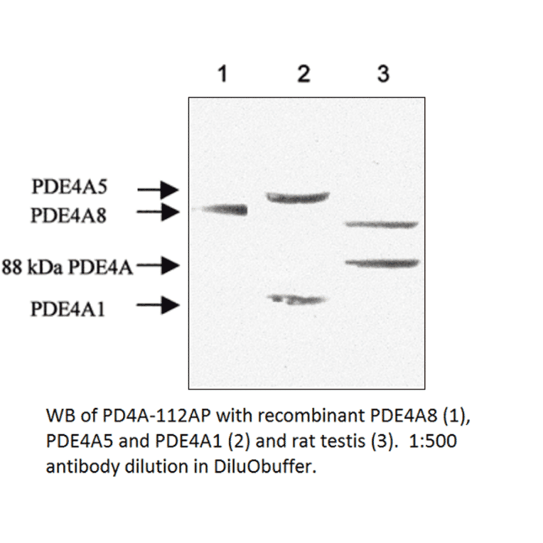 Anti-PDE4A Antibody from FabGennix (PD4A-112AP) - Antibodies.com