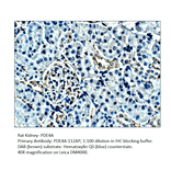 Anti-PDE4A Antibody from FabGennix (PD4A-112AP) - Antibodies.com