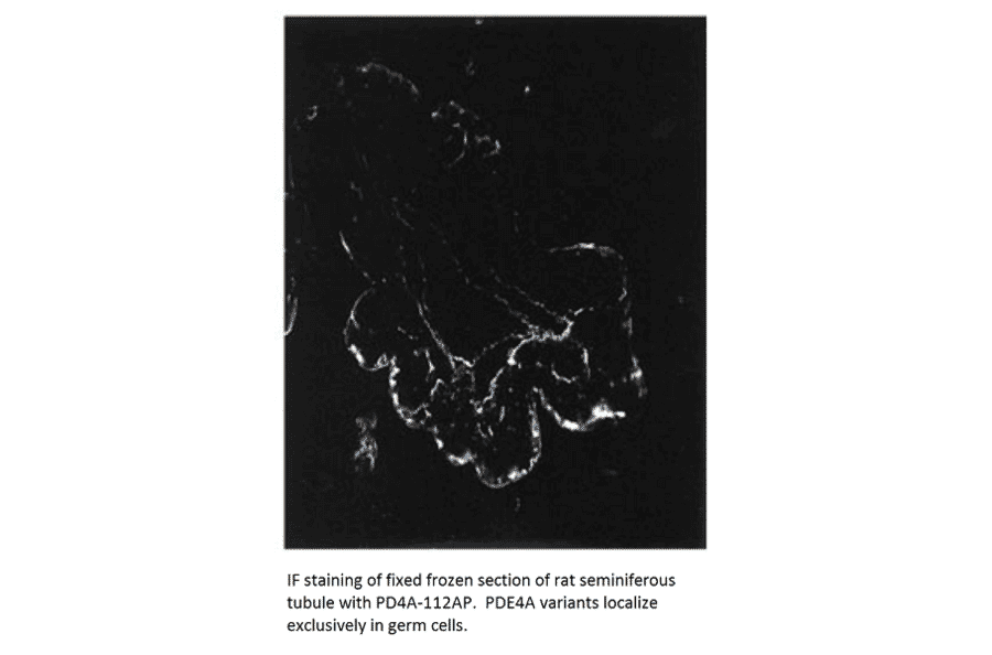 Anti-PDE4A Antibody from FabGennix (PD4A-112AP) - Antibodies.com