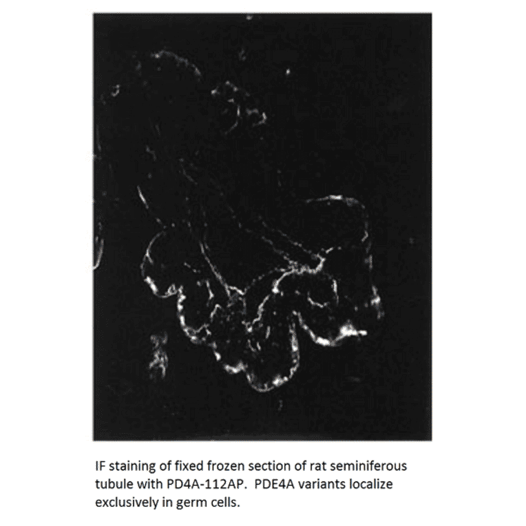 Anti-PDE4A Antibody from FabGennix (PD4A-112AP) - Antibodies.com