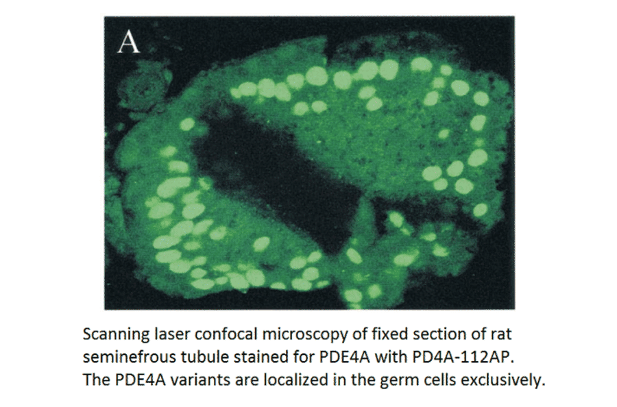 Anti-PDE4A Antibody from FabGennix (PD4A-112AP) - Antibodies.com