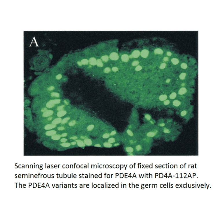 Anti-PDE4A Antibody from FabGennix (PD4A-112AP) - Antibodies.com