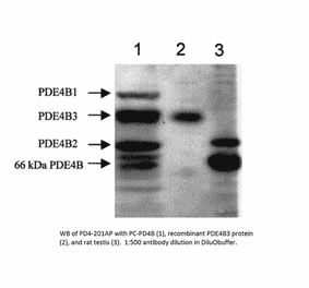 Anti-PDE4B Antibody from FabGennix (PD4B-201AP) - Antibodies.com