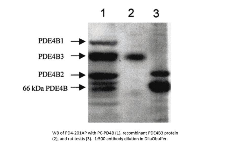 Anti-PDE4B Antibody from FabGennix (PD4B-201AP) - Antibodies.com