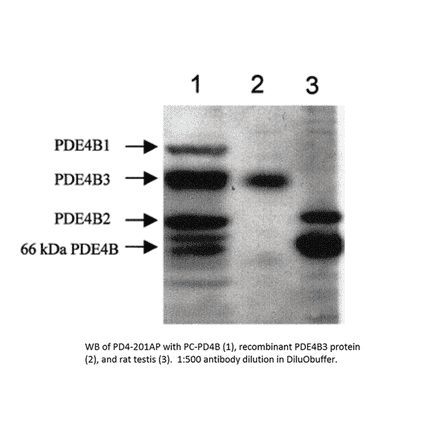 Anti-PDE4B Antibody from FabGennix (PD4B-201AP) - Antibodies.com