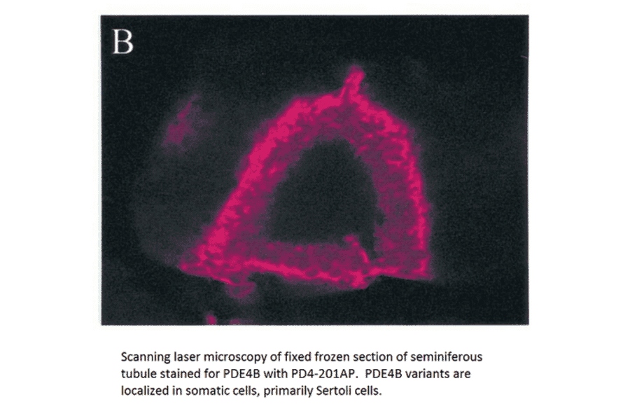 Anti-PDE4B Antibody from FabGennix (PD4B-201AP) - Antibodies.com