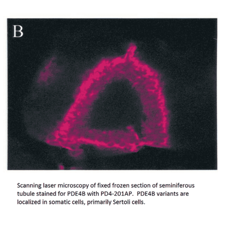 Anti-PDE4B Antibody from FabGennix (PD4B-201AP) - Antibodies.com