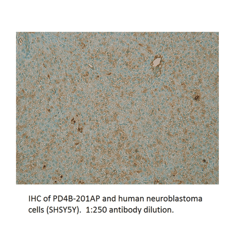 Anti-PDE4B Antibody from FabGennix (PD4B-201AP) - Antibodies.com