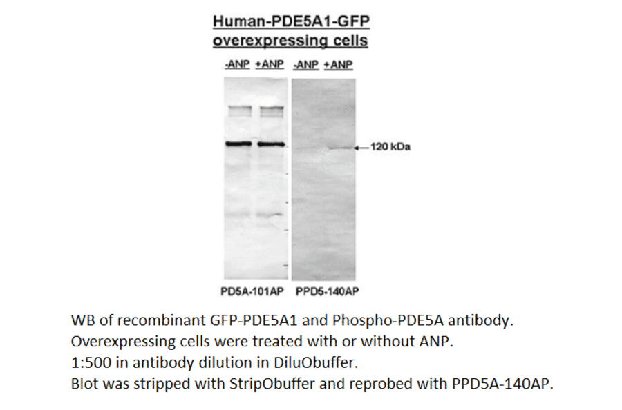 Anti-PDE5A Antibody from FabGennix (PD5A-101AP) - Antibodies.com