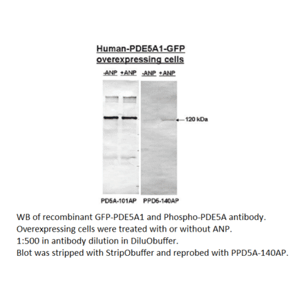 Anti-PDE5A Antibody from FabGennix (PD5A-101AP) - Antibodies.com