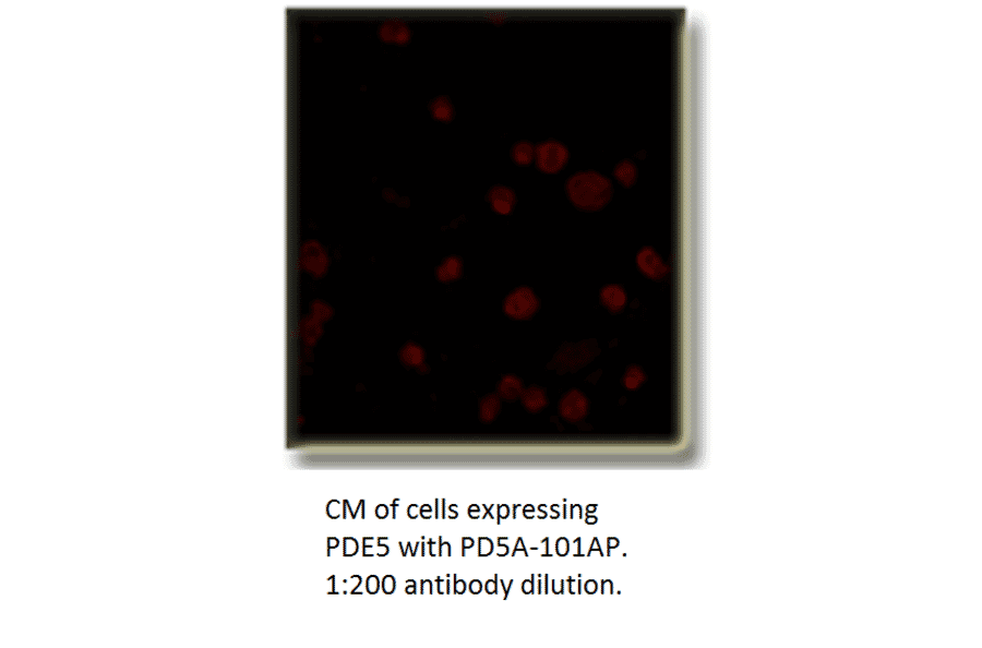 Anti-PDE5A Antibody from FabGennix (PD5A-101AP) - Antibodies.com