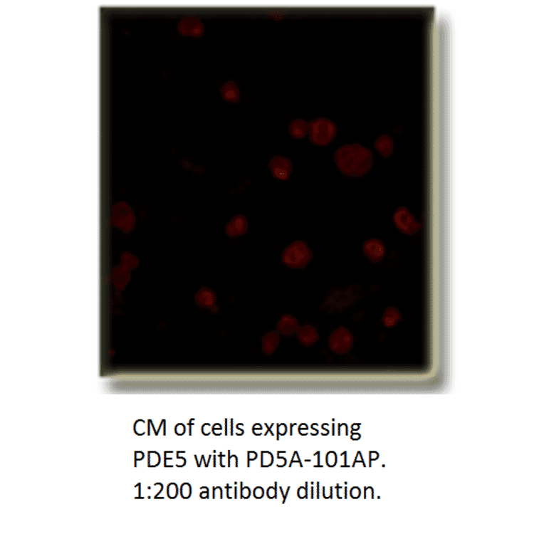 Anti-PDE5A Antibody from FabGennix (PD5A-101AP) - Antibodies.com