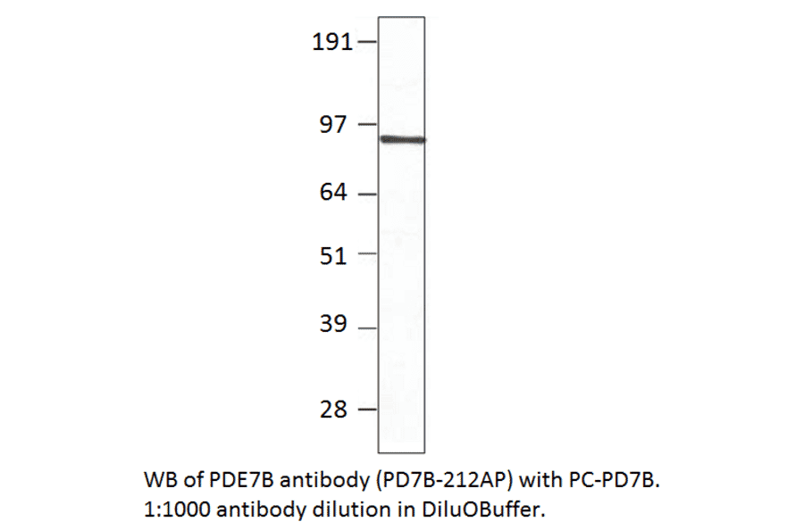 Anti-PDE7B Antibody from FabGennix (PD7B-212AP) - Antibodies.com