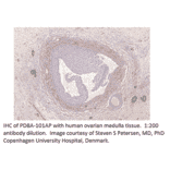 Anti-PDE8A Antibody from FabGennix (PD8A-101AP) - Antibodies.com