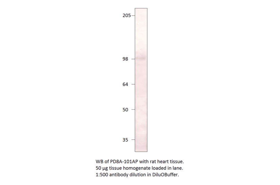 Anti-PDE8A Antibody from FabGennix (PD8A-101AP) - Antibodies.com