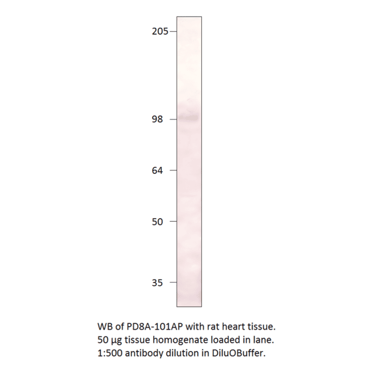 Anti-PDE8A Antibody from FabGennix (PD8A-101AP) - Antibodies.com