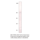 Anti-PDE8A Antibody from FabGennix (PD8A-101AP) - Antibodies.com