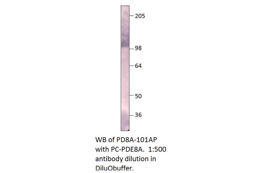 Anti-PDE8A Antibody from FabGennix (PD8A-101AP) - Antibodies.com