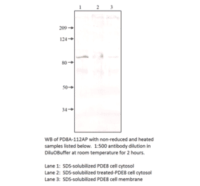 Anti-PDE8A Antibody from FabGennix (PD8A-112AP) - Antibodies.com
