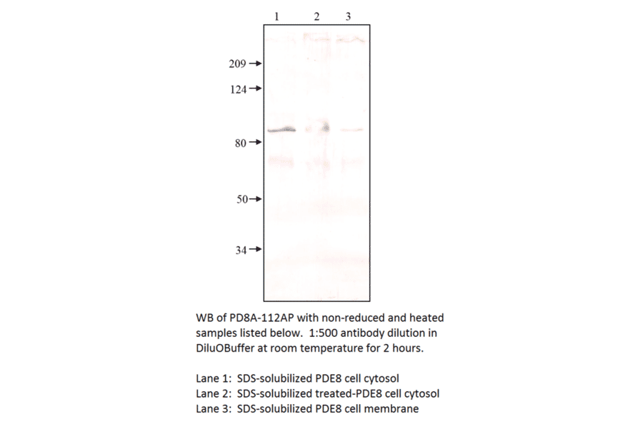 Anti-PDE8A Antibody from FabGennix (PD8A-112AP) - Antibodies.com